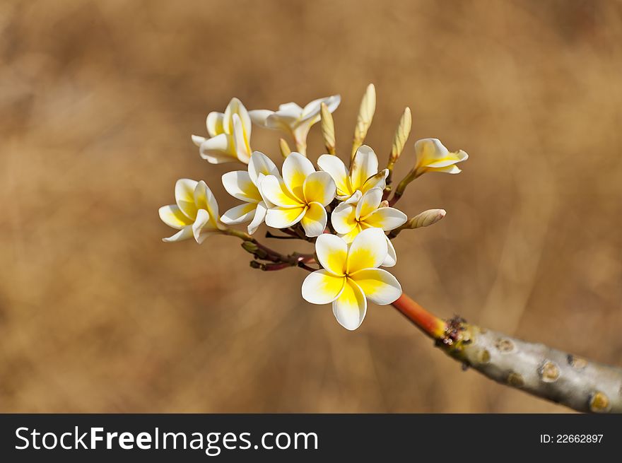 Beautiful Flower Isolated On Brown Background