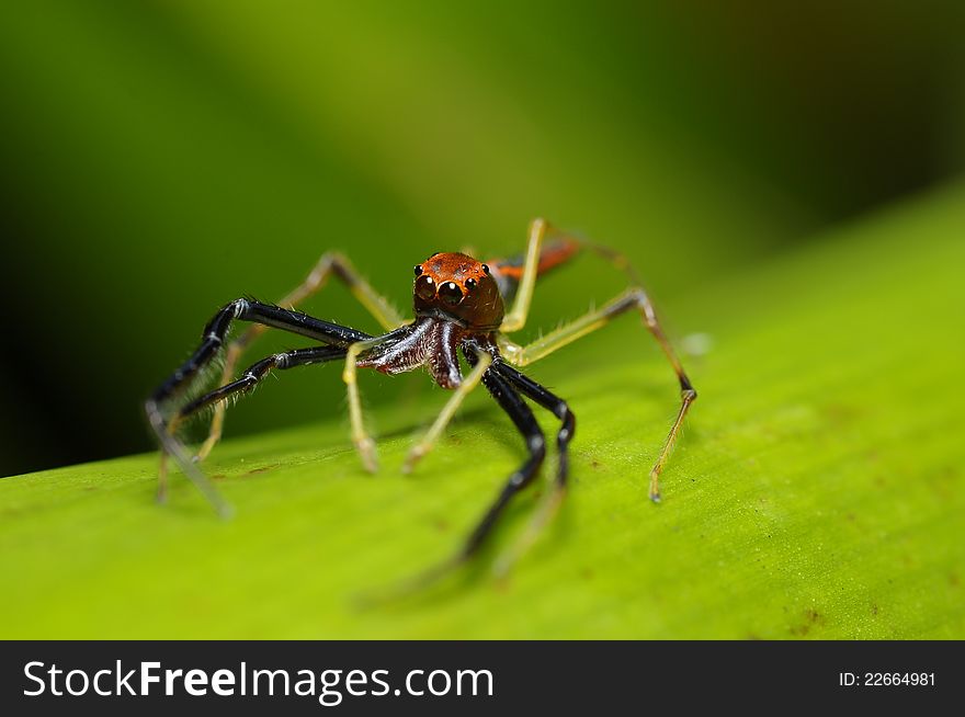 Viciria SP Jumping Spider