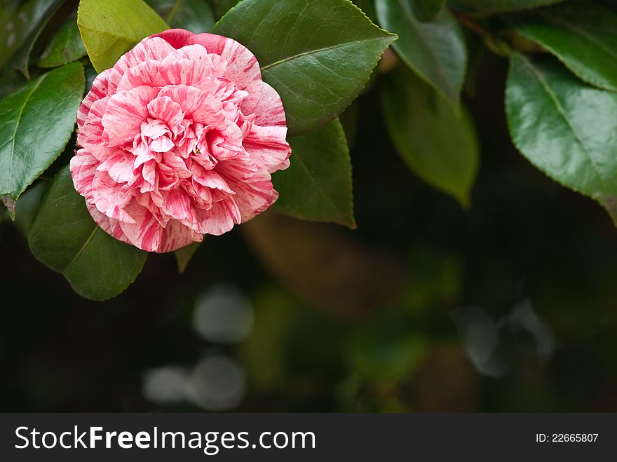 Pink Jasper Camellia in the tree