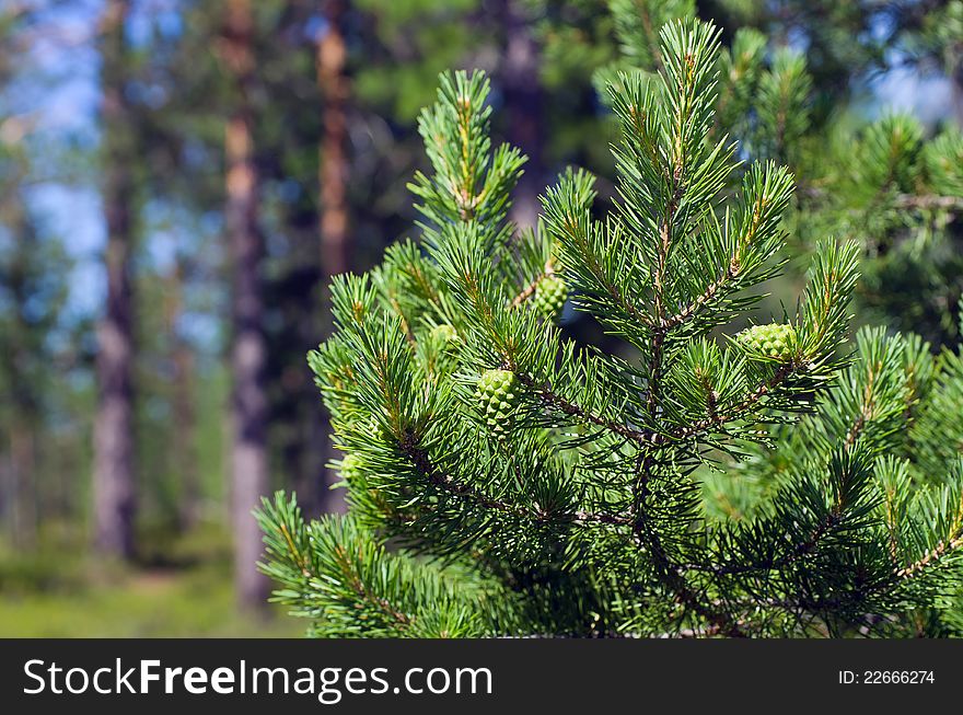 Pine branch with green buds on the background of the young forest. Pine branch with green buds on the background of the young forest.