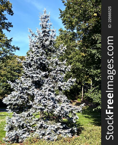 Silver Fir