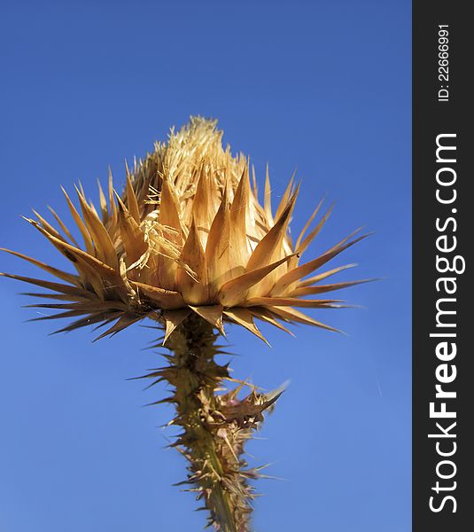 Flower-thorn on a blue background