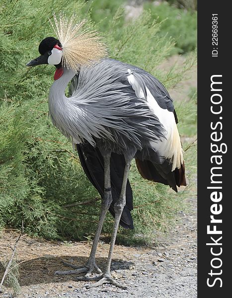 Portrait of a grey crowned crane posed