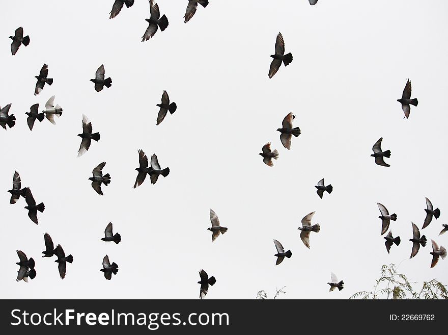 A flock of grey pigeons in the sky. A flock of grey pigeons in the sky