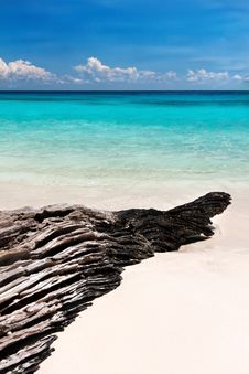 Textured Snag On The Beach Stock Photo Textured Snag On The Beach Stock Photo