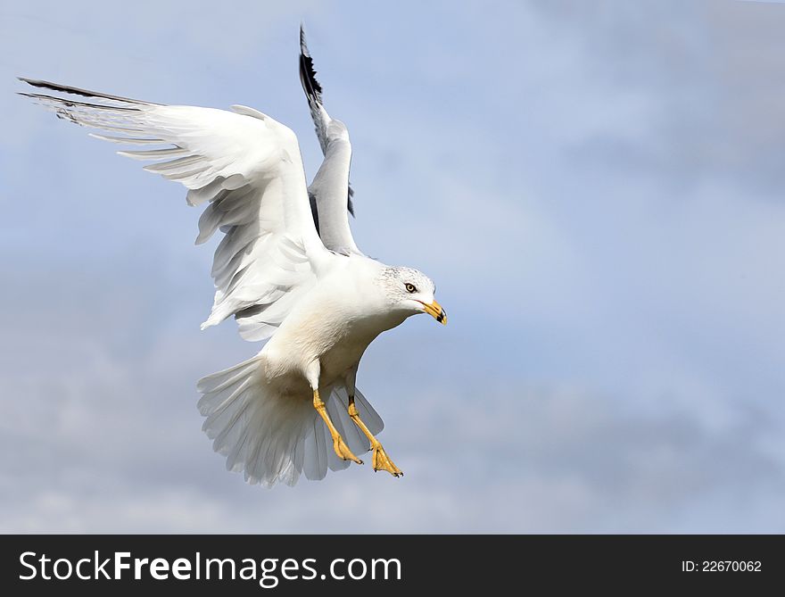 A Ring-billed Gull coming in for a landing. A Ring-billed Gull coming in for a landing