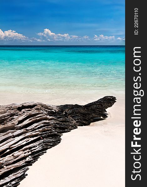 Textured Snag On The Beach