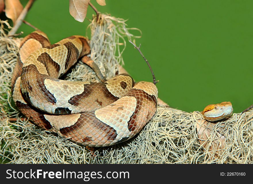 Copperhead Snake Coiled on Tree Limb