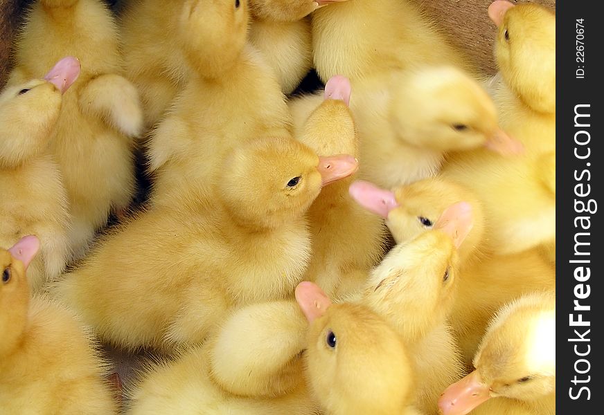 Duckling at farm. Group of small cute ducklings inside box. Duckling at farm. Group of small cute ducklings inside box