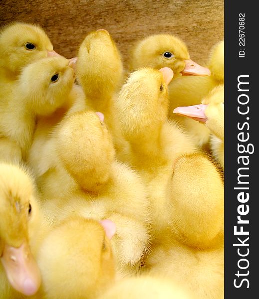 Duckling at farm. Group of small cute ducklings inside box. Duckling at farm. Group of small cute ducklings inside box