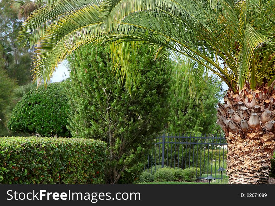 Lush green trees and Palm tree in a garden. Lush green trees and Palm tree in a garden