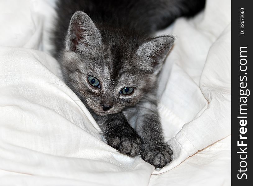 Kitten resting on the white bedsheet. Kitten resting on the white bedsheet