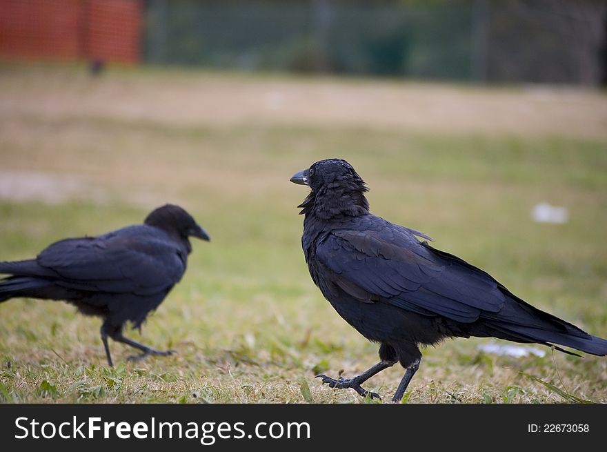 Australian Raven