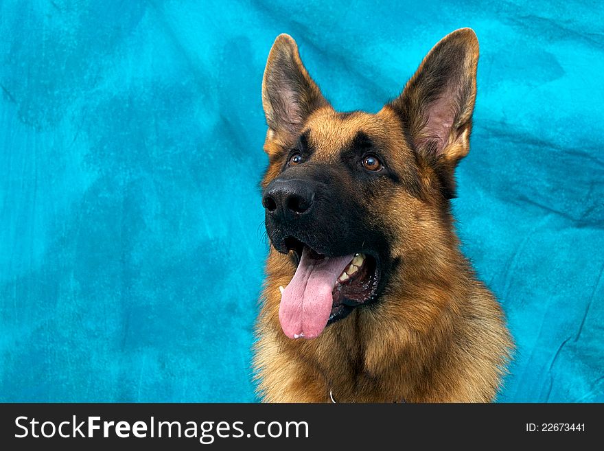 A young german shepherd dog in studio against blue backdrop looking slightly left with mouth open, panting. A young german shepherd dog in studio against blue backdrop looking slightly left with mouth open, panting.