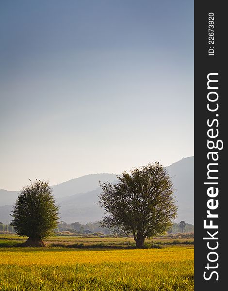 Trees on the rice field. Trees on the rice field