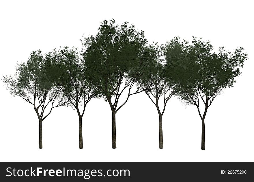 A Group Of Trees Isolated On White