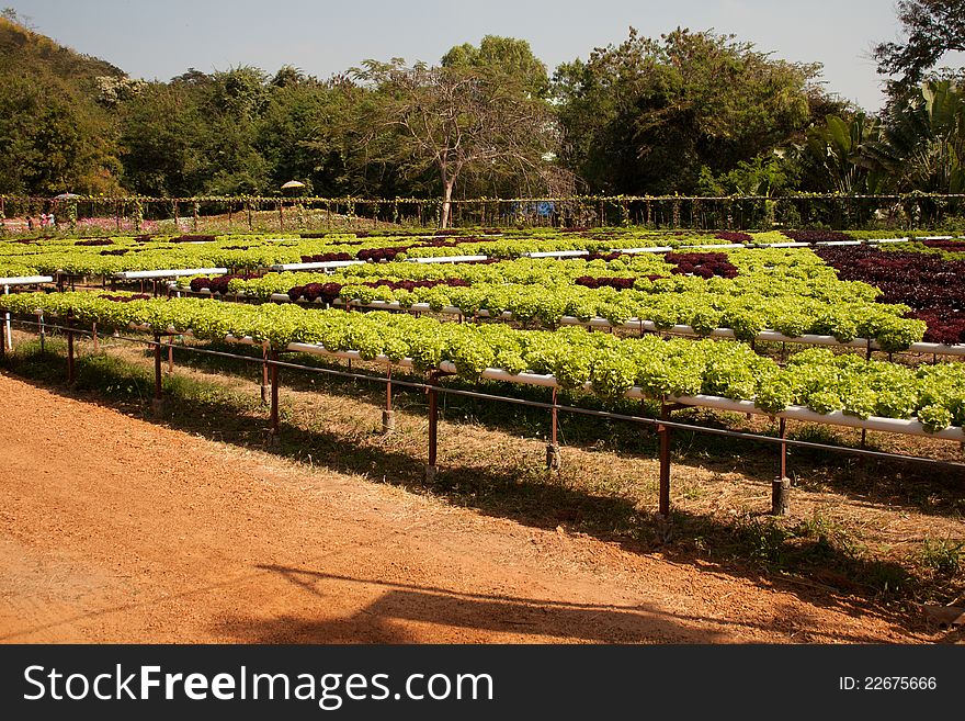 Non-toxic vegetable plantations, in Thailand