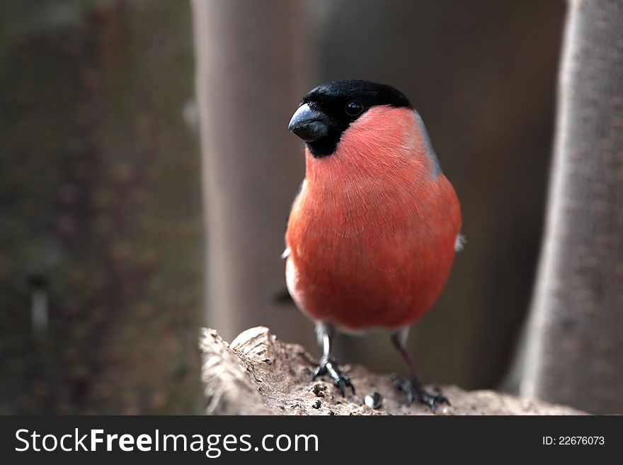 Bullfinch Male Close Up