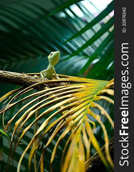 Wild lizard on a palm branch