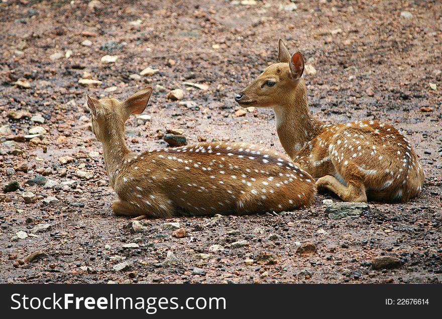 Young and beautiful spotted deers resting in a deer park, india