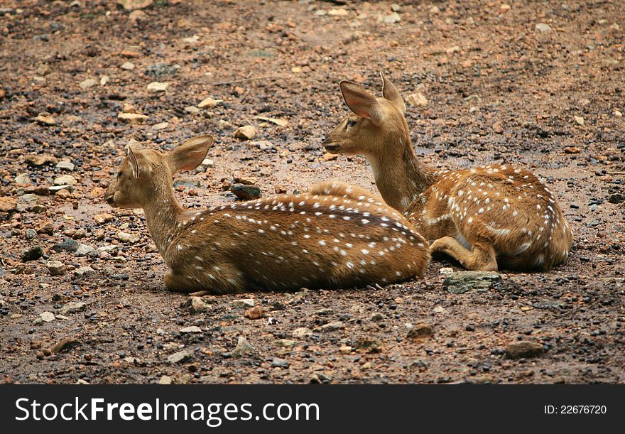 Resting deers