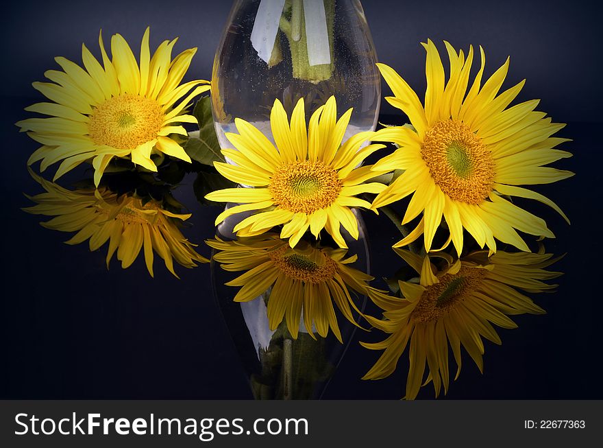 Color sunflower, mirror, black background
