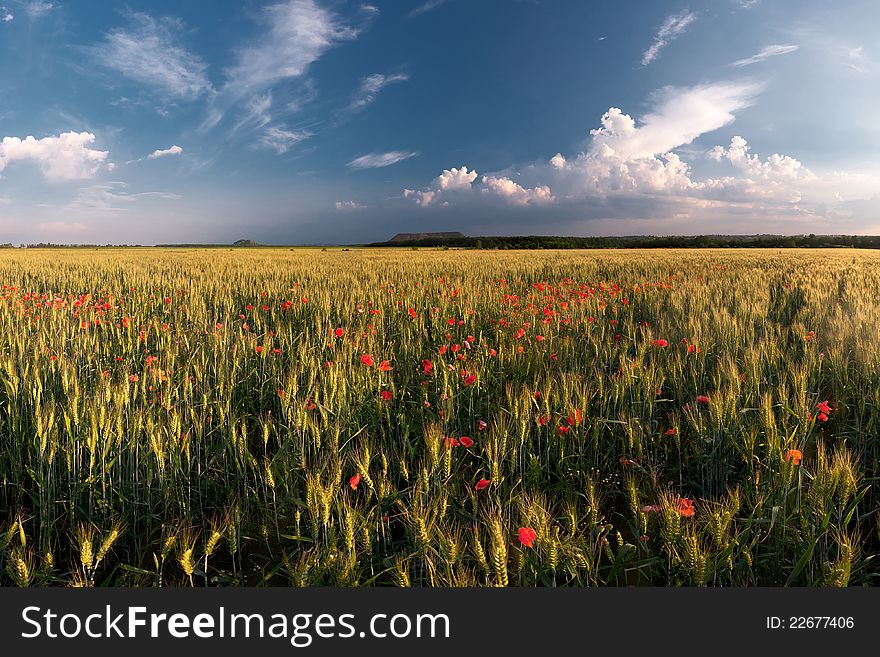 Summer field and sky