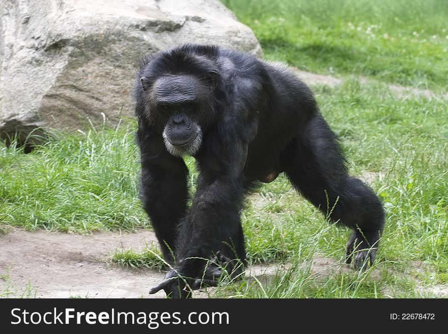 Adult black gorilla walking on grass in a zoo