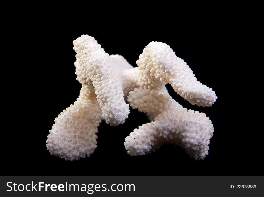 White coral isolated on black background. White coral isolated on black background