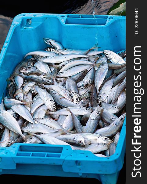 Selection of fresh fishes in blue bins