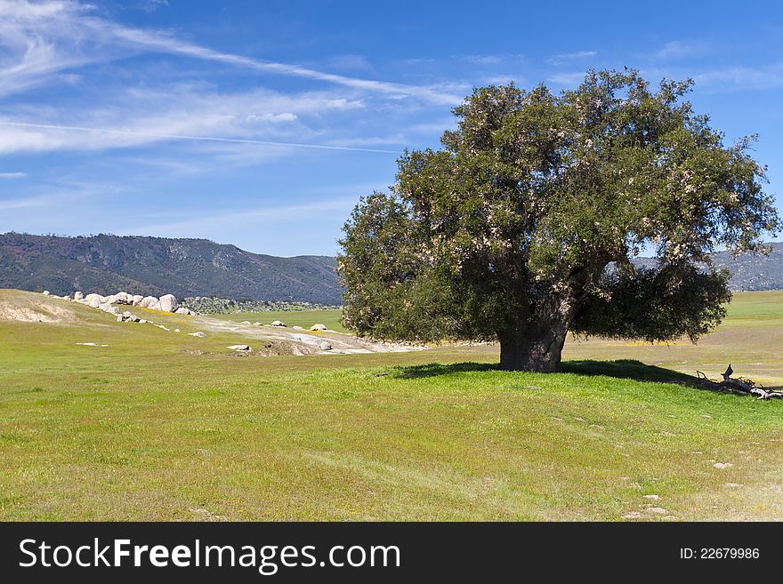 Big old tree near Anza Borrego Desert.