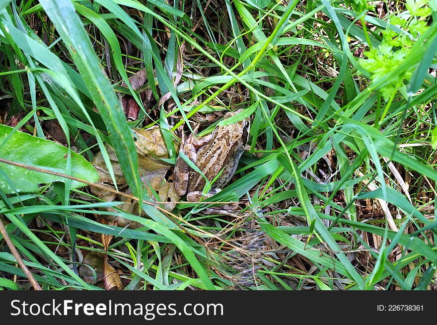 Frog In Dense Grass With Camouflage Coloration