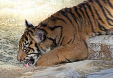 Baby Tiger Royalty Free Stock Image