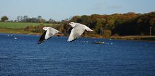 Two Seagulls Royalty Free Stock Photography Two Seagulls Royalty Free Stock Photography