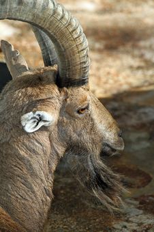 Ibex Goat Royalty Free Stock Images Ibex Goat Royalty Free Stock Images