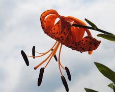 Tiger Lily Royalty Free Stock Photo