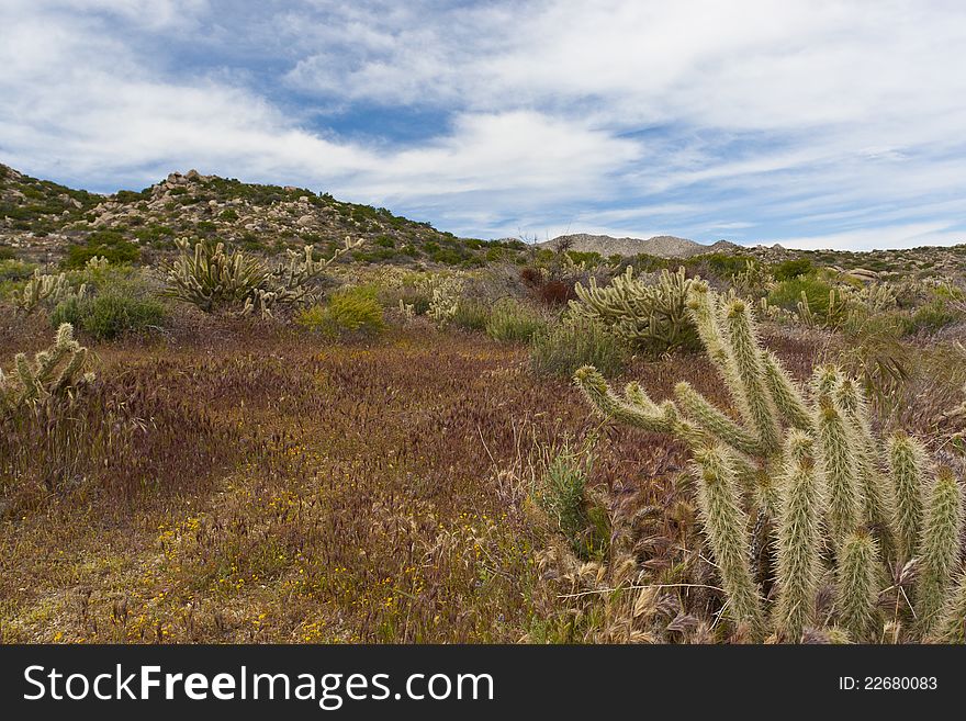 Desert wildflowers and cactus in bloom in Anza Borrego Desert State Park. California, USA. Desert wildflowers and cactus in bloom in Anza Borrego Desert State Park. California, USA