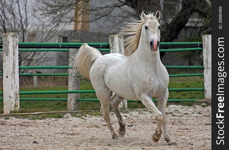 White Arabian stallion galloping at a trot. White Arabian stallion galloping at a trot.