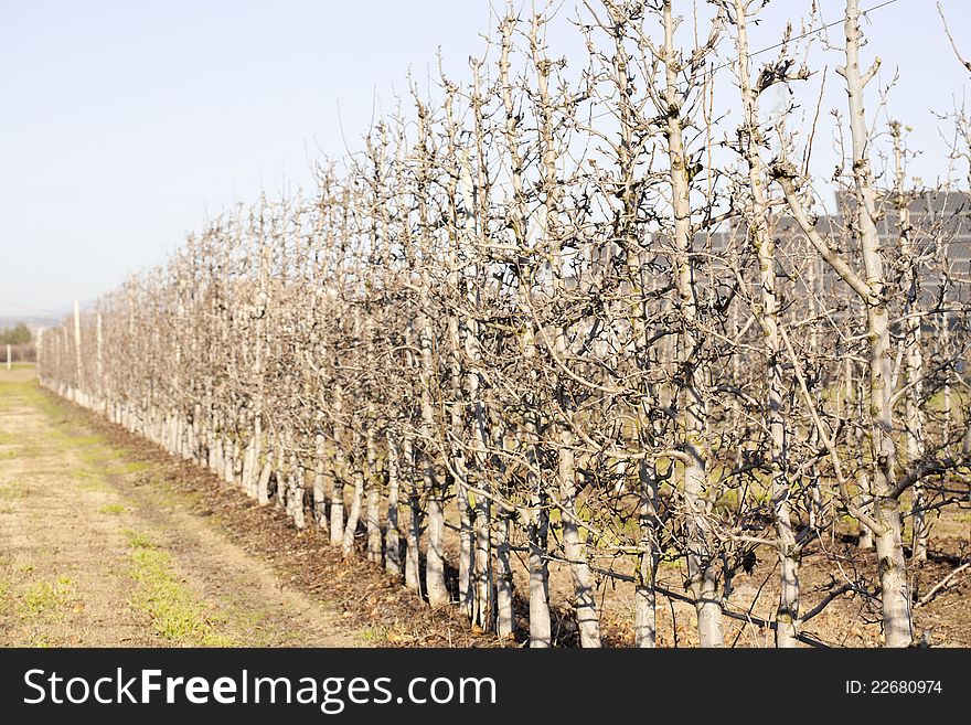 View of a pear plantation ecological