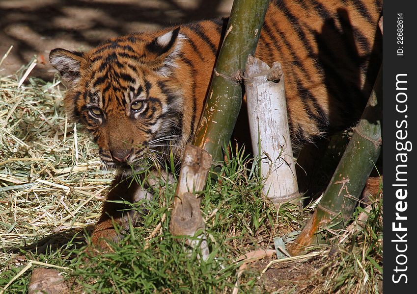 Young Tiger Cub Peeking Around Bamboo. Young Tiger Cub Peeking Around Bamboo