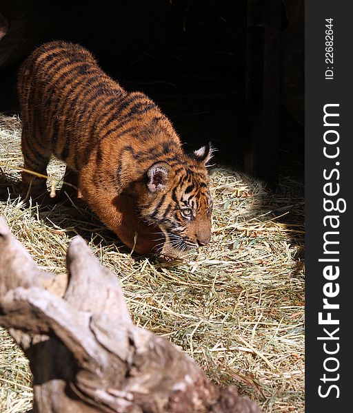 Young Tiger Cub Stalking With Dark Background. Young Tiger Cub Stalking With Dark Background