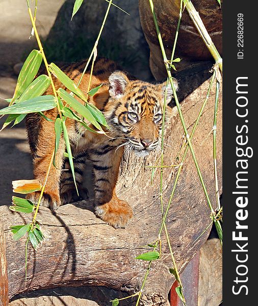 Young Tiger Cub Standing On Log Looking From Behind Bamboo Leaves. Young Tiger Cub Standing On Log Looking From Behind Bamboo Leaves