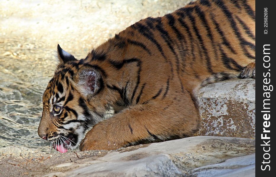 Young Tiger Cub Drinking Clear Water. Young Tiger Cub Drinking Clear Water