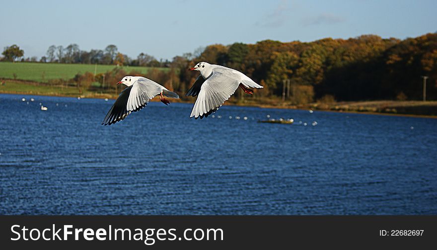 Two seagulls flying over the lake