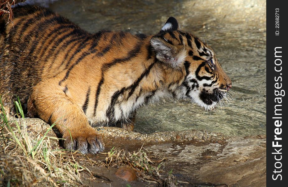 Young Tiger Cub Drinking And Playing In Water. Young Tiger Cub Drinking And Playing In Water