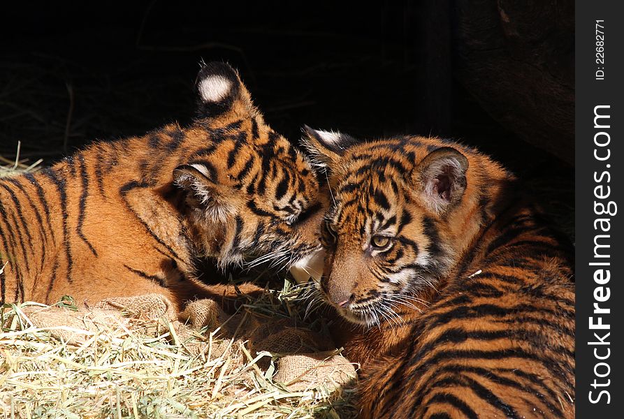 Young Tiger Cubs Playing In The Sun