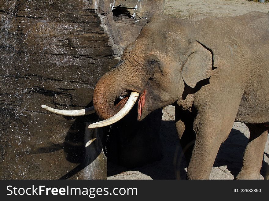 Asian Elephant With Large Tusks Drinking From Waterfall