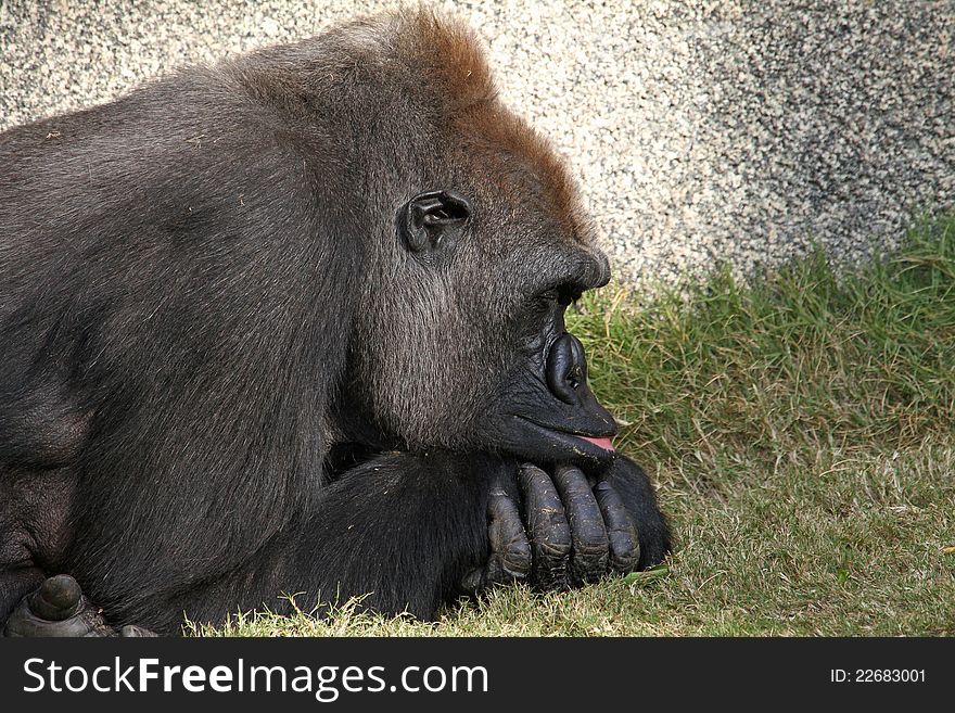 Male Gorilla With Folded Hands Lying On Grass. Male Gorilla With Folded Hands Lying On Grass