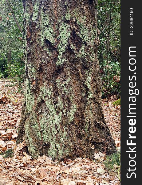 Old tree trunk and moss growth, Portland OR. Old tree trunk and moss growth, Portland OR.