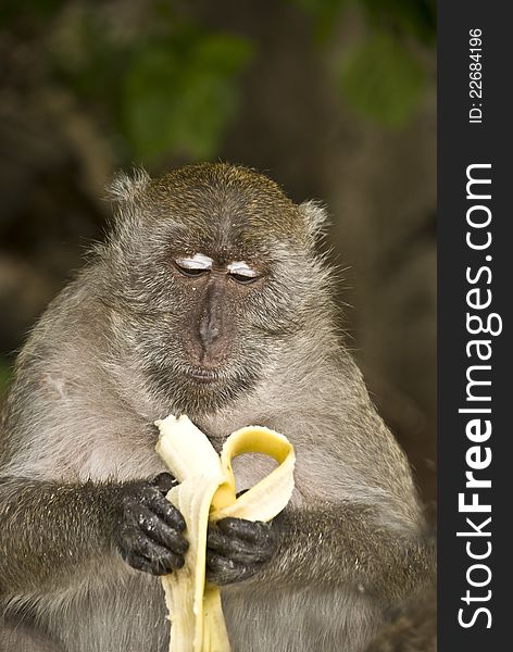 Monkey in Thailand island Phang Nga eating banana. Monkey in Thailand island Phang Nga eating banana